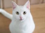 List of White Cat Breeds With Pictures - Petsworld