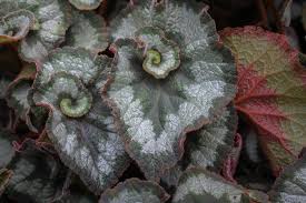 Maybe you would like to learn more about one of these? Begonias How To Plant Grow Care For A Begonia Plant Garden Design
