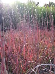 Growing up to 4 ft. Schizachyrium Scoparium Standing Ovation Tyler Arboretum