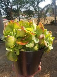 Image result for Kalanchoe glaucescens