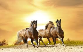 The great collection of cute wallpapers of horses for desktop, laptop and mobiles. Horse Black Sunset Wallpapers Hd Desktop And Mobile Backgrounds