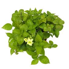 Image result for Asystasia