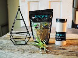 Terrariums are one of the most popular ways to display your air plants both indoors and outdoors. Air Plant Terrarium An Easy Indoor Gardening Project Pattymac Makes