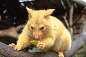Cat meat is meat prepared from domestic cats for human consumption. How To Keep Possums Away From Cat Food