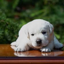 We are a small family operated breeder near eaton, ohio that specializes in beautiful looking labrador. English Lab Puppies For Sale Near Me English Lab Puppies Lab Puppies Labrador Retriever