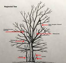 You can trim as soon as you put it in the ground, but i would recommend you doing a little study on the husbandry of fruit trees in generaearly l before ever pruning it's crucial in the early stages to get it right. Tips On Pruning Fruit Trees Outdoors And Gardening Wmicentral Com