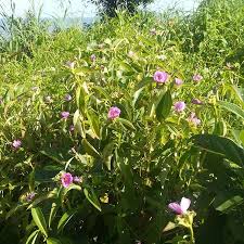 Image result for Melastomastrum capitatum