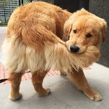 She Wears Snort Snirts I Wear Sneep Snops Cute Dogs Retriever Puppy Dogs