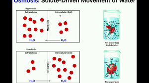 The substances will move to the area of low concentration and this will make the egg hypotonic. Basics Of Osmosis Youtube