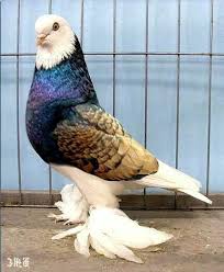 5leventkent Terzi Ve Kurutemiz Adli Kullanicinin Birds Panosundaki Pin Rengarenk Kuslar Guzel Kuslar Hayvanlar