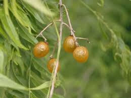 Image result for Sapindus saponaria