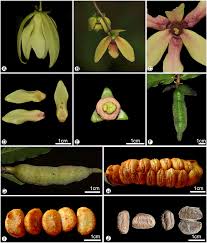 Image result for Annonaceae