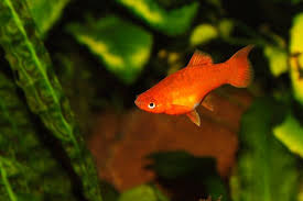 Red Wagtail Plat: Fish Species Profile