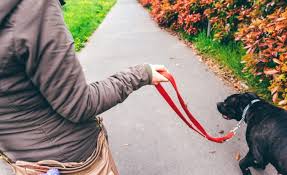 Our support teams do not have access to any information beyond what is . Are You Holding Your Dog S Leash Wrong