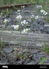 Image result for Nolletia arenosa