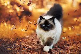 It's a state of mind. 10 Himalayan Cat Hd Wallpapers Background Images