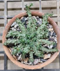 Image result for Euphorbia fanshawei