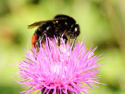 Image result for Bombus rupestris
