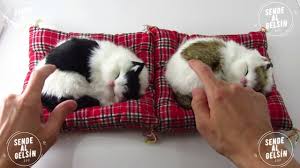 Dekoratif Pelus Uyuyan Tembel Kedi Araba Susu Youtube