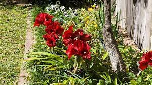 How To Care For Amaryllis Rose Flower Gardening Miraclegro Amaryllis Plant Amaryllis Flowers Amaryllis Care