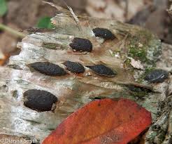 Image result for Hypoxylon multiforme