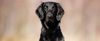 Image result for flat coated retrívr