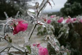 Here you may to know how to save plants from frost. Time To Protect Your Plants From The Arctic Blast Houstonia Magazine