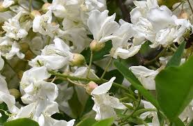 I fiori sono bianchi e profumati. Robinia Pseudoacacia Un Albero Al Giorno