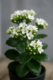 Image result for Kalanchoe blossfeldiana