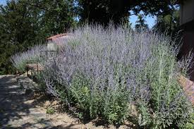 Image result for Perovskia atriplicifolia lacey blue photo