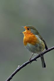 Singing A Happy Song Beautiful Birds Birds Pet Birds