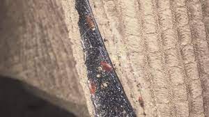 See reviews, photos, directions, phone numbers and more for the bug bully locations in north las vegas, nv. Woman Says Old Tenants Left Home Infested With Bed Bugs Youtube