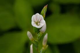 Image result for Hesperantha petitiana
