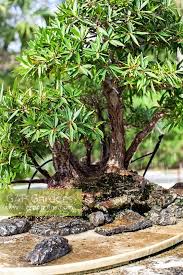 Image result for Boscia salicifolia