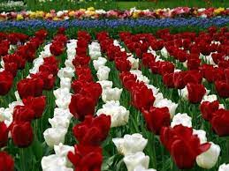 The local timezone is named asia / kuala lumpur with an utc offset of 8 hours. Flower 2 Roses Bunga Mawar Steemkr