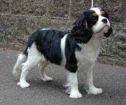 Cavalier King Charles Spaniel Tricolor Cavalier King Charles Spaniel Tricolor King Charles Dog King Charles Cavalier Spaniel Puppy