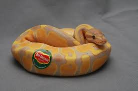 Ball Python Cute Google Search Baby Ball Python Cute Snake Ball Python Morphs