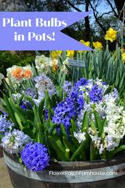 The key to growing bulbs successfully in. Pin On Flower Patch Farmhouse Blog Posts