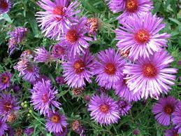 What plants are native to pennsylvania. Native Plants Of Pennsylvania Links And Plant Lists Donna L Long