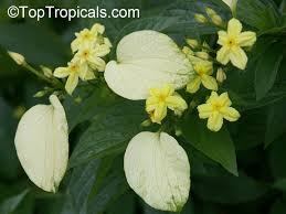 Image result for Pseudomussaenda