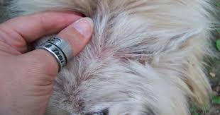 What Is Flea Dirt And What Does It Look Like Keeping An Eye On Your Pet And Spotting Fleas Early May Decrease The Health Risk To Your Pe Fleas Pet Safety