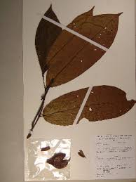 Image result for Diospyros sp. no. 1 sensu FZ