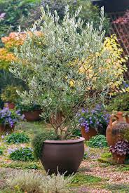 We did not find results for: Evergreen Tree Airy Structure To 30 39 Tall Good Specimen Or Screen Almost Fruitless Sun Zones 8 9 11 24 This Will Be Patio Trees Potted Trees Plants