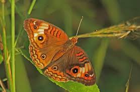 Image result for Tarenna junodii