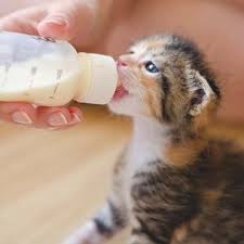 The kittens will be just fine with her milk. Hand Rearing Kittens Pdsa