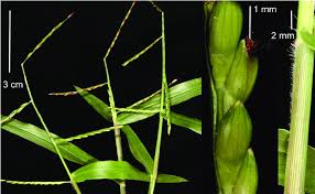 Image result for Urochloa