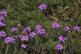 Image result for Verbena aristigera