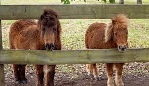 Check spelling or type a new query. How Much Do Miniature Horses Cost Helpful Horse Hints