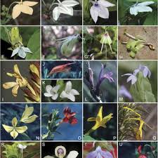 Image result for Dyschoriste transvaalensis