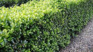 Japanese holly topiary is ideal for making a statement and a pair of beautiful topiary balls either side of your front door plant alone for a stunning feature or punctuate your ilex crenata hedge. Ilex Crenata Japanese Holly North Carolina Extension Gardener Plant Toolbox